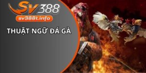 Thuật Ngữ Đá Gà